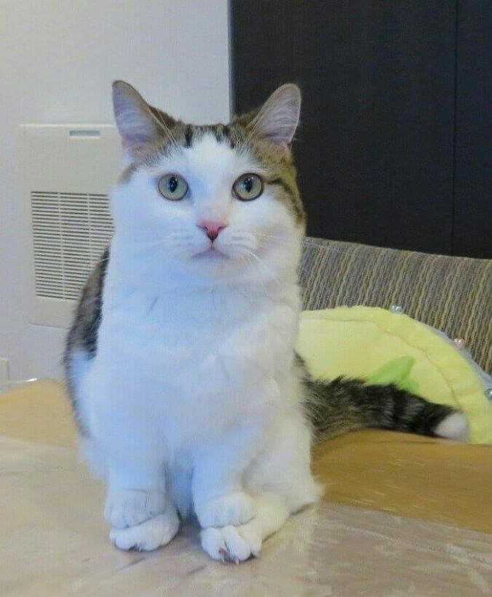 애니멀플래닛