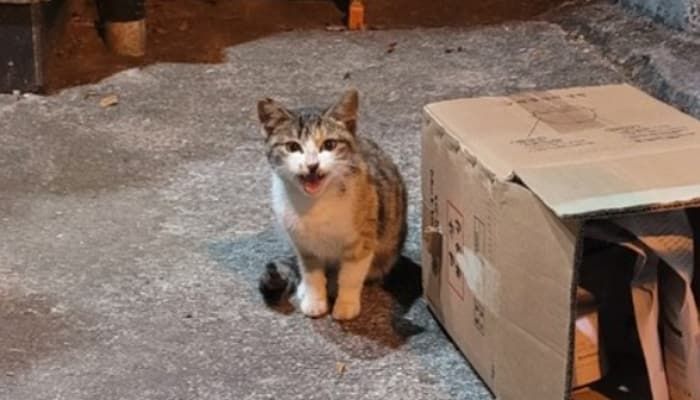 애니멀플래닛