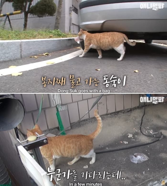 애니멀플래닛