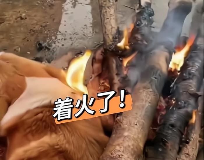 애니멀플래닛