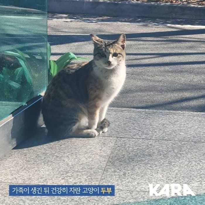 애니멀플래닛
