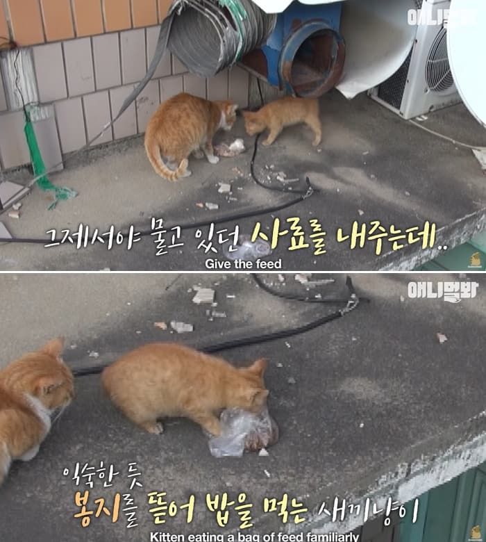 애니멀플래닛