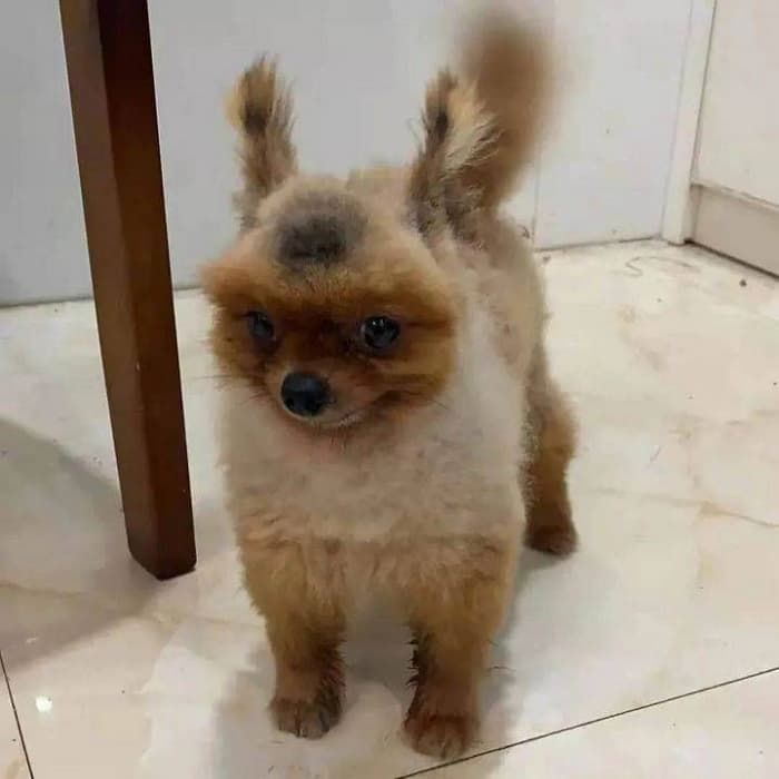애니멀플래닛