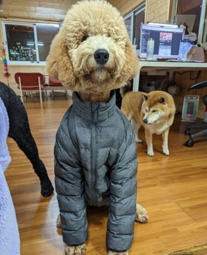 애니멀플래닛