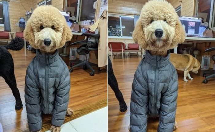 애니멀플래닛