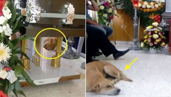 애니멀플래닛