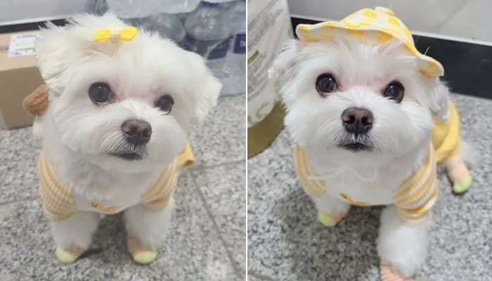 애니멀플래닛