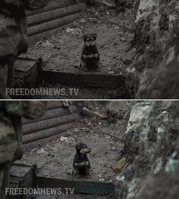 애니멀플래닛