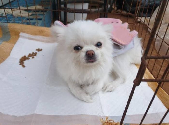 애니멀플래닛