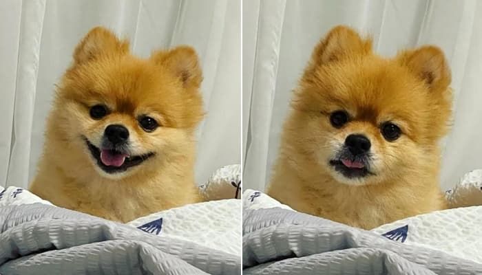 애니멀플래닛