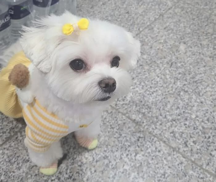 애니멀플래닛