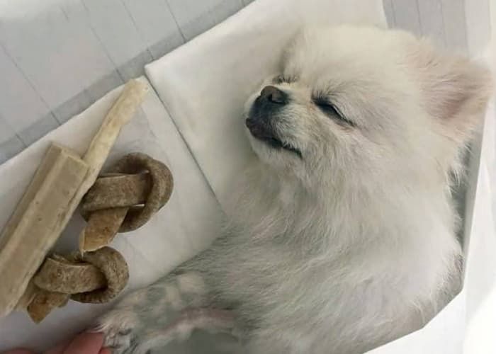 애니멀플래닛