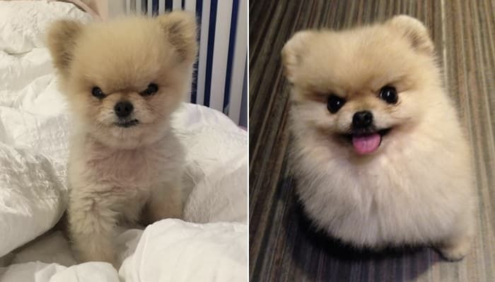 애니멀플래닛