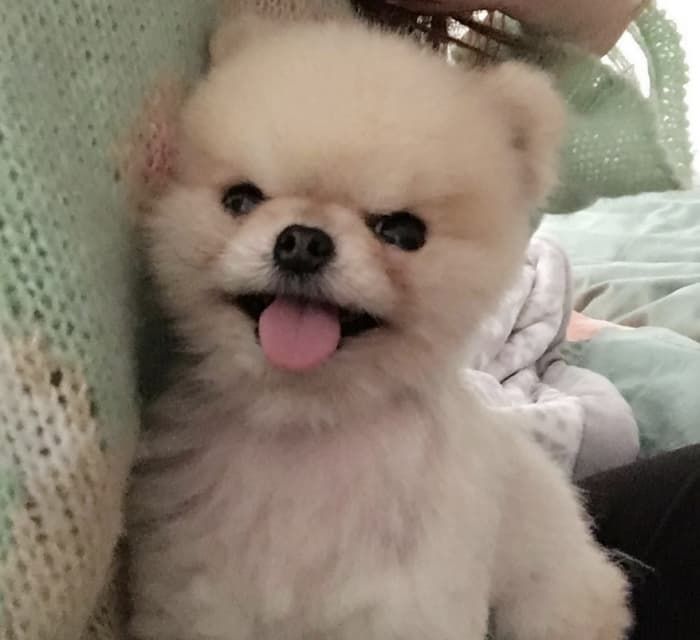 애니멀플래닛