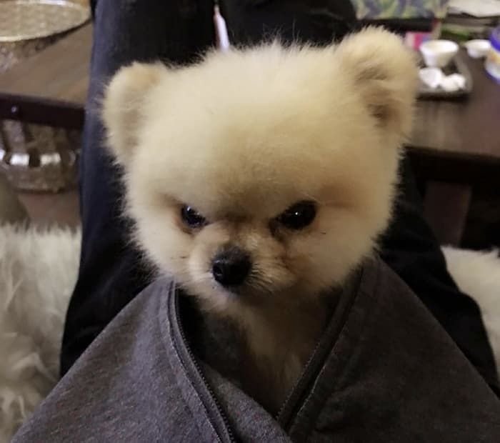 애니멀플래닛