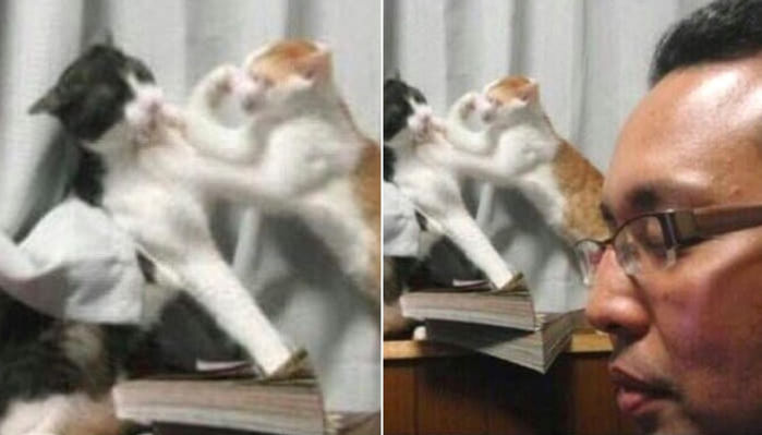 애니멀플래닛