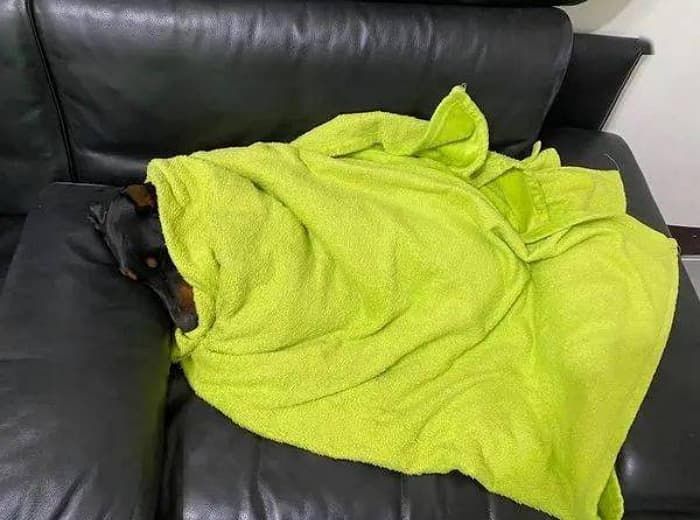 애니멀플래닛