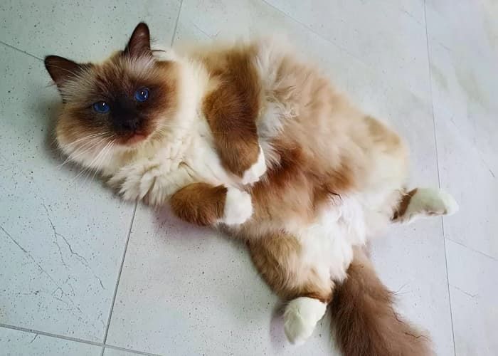 애니멀플래닛
