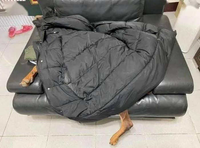 애니멀플래닛