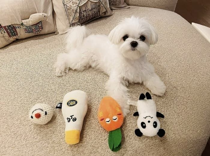 애니멀플래닛