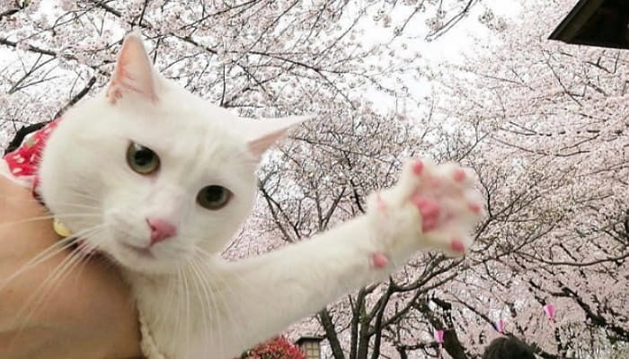애니멀플래닛