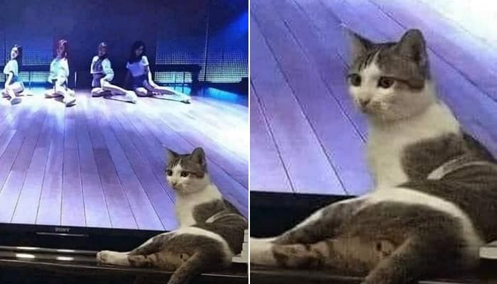 애니멀플래닛