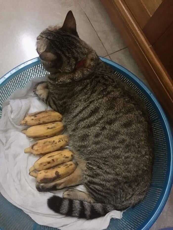 애니멀플래닛