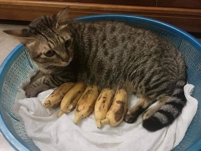 애니멀플래닛