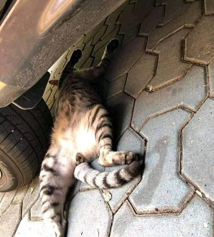 애니멀플래닛