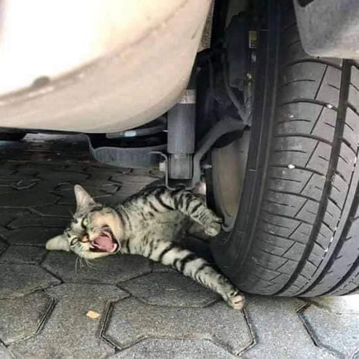 애니멀플래닛