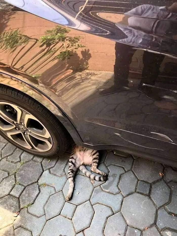 애니멀플래닛