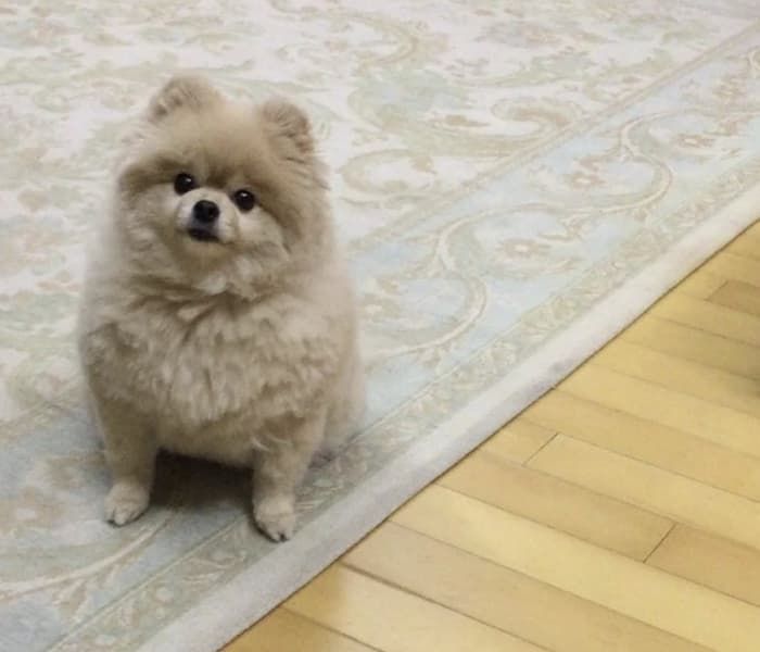 애니멀플래닛