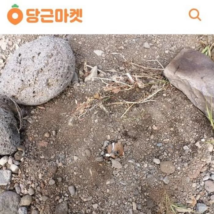 애니멀플래닛