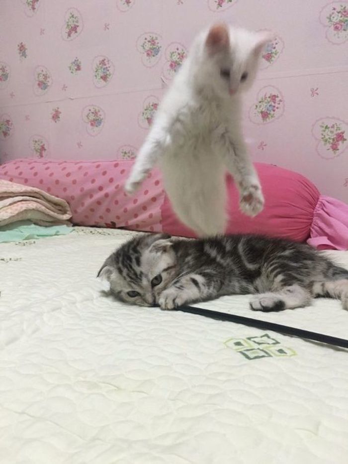 애니멀플래닛