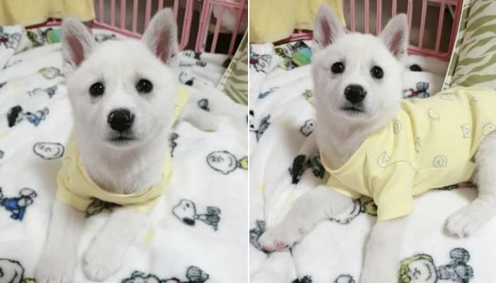 애니멀플래닛