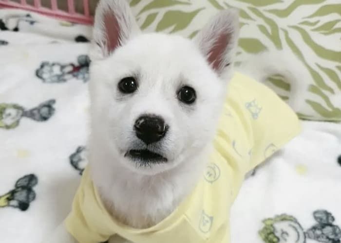 애니멀플래닛