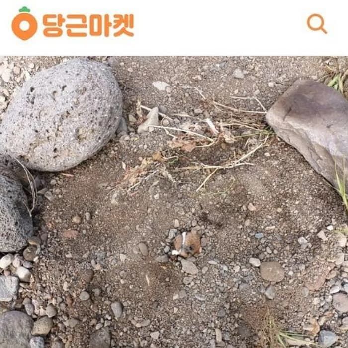 애니멀플래닛