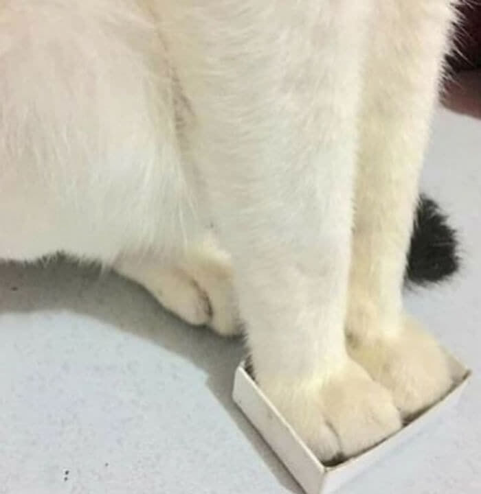 애니멀플래닛