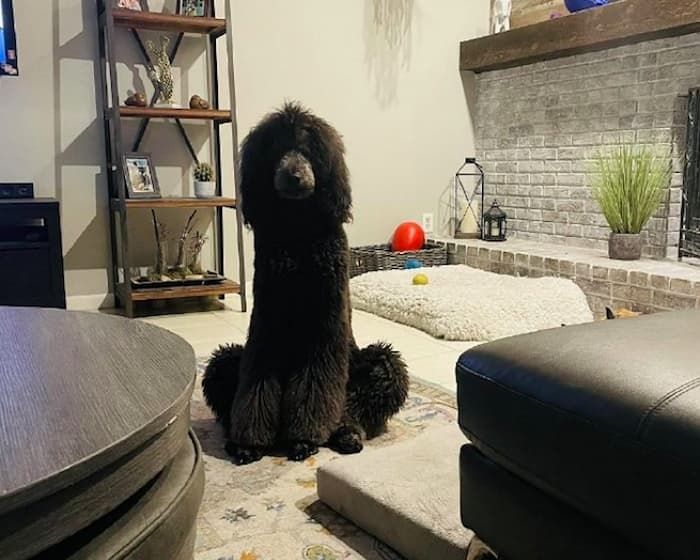 애니멀플래닛