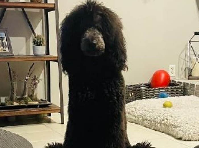 애니멀플래닛