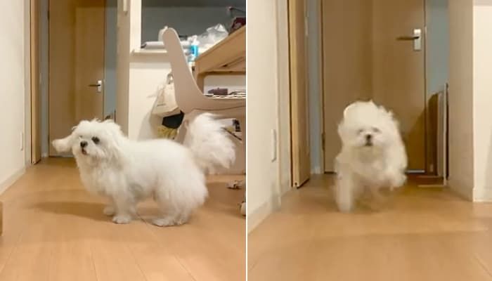 애니멀플래닛