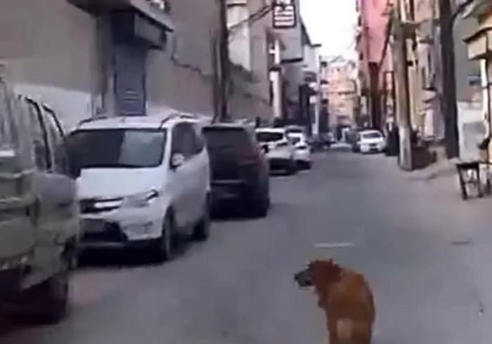 애니멀플래닛