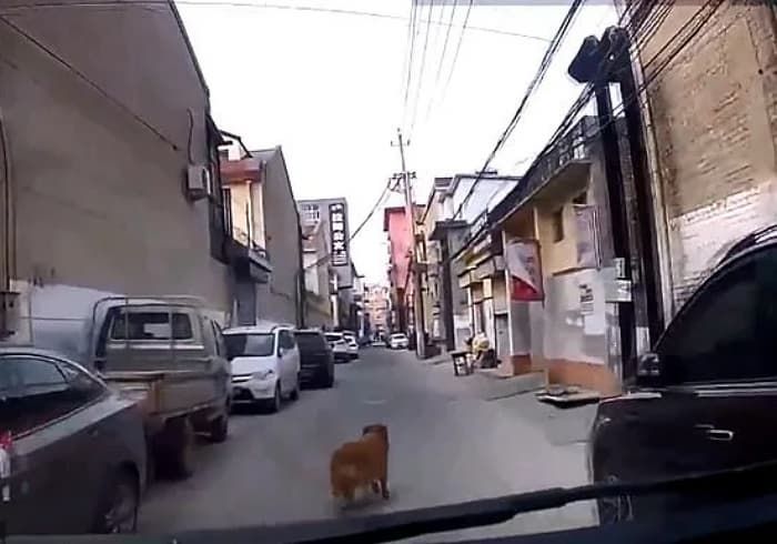 애니멀플래닛