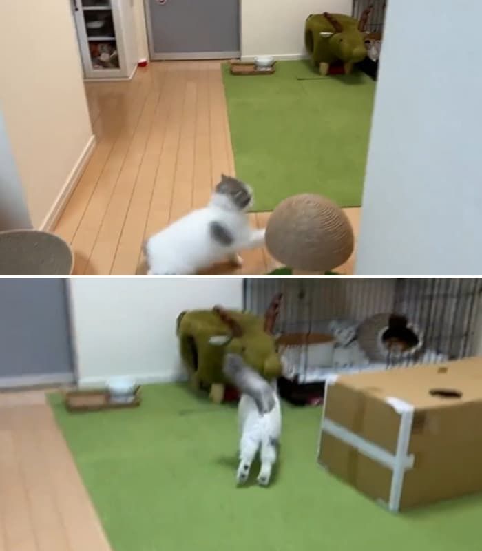 애니멀플래닛