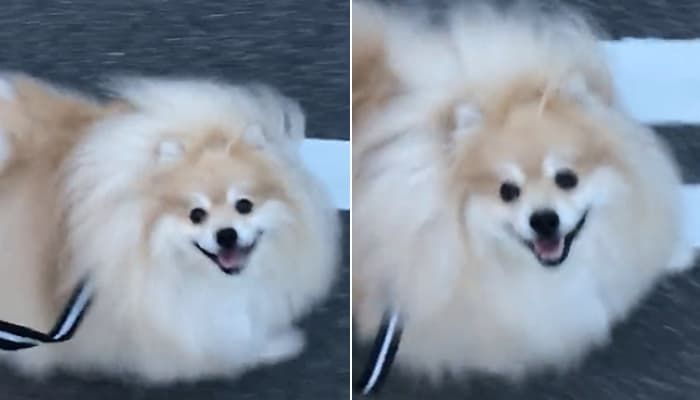 애니멀플래닛