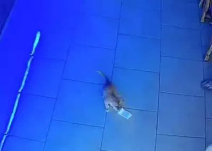 애니멀플래닛