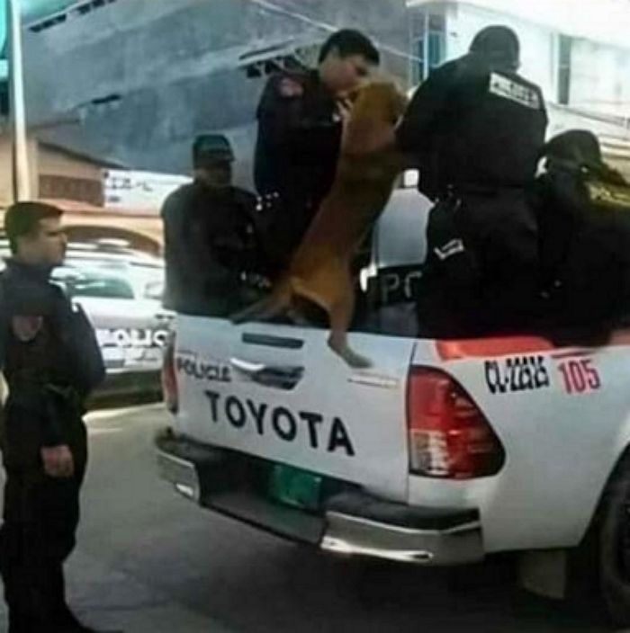 애니멀플래닛