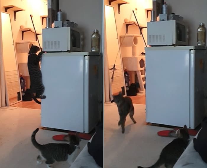 애니멀플래닛