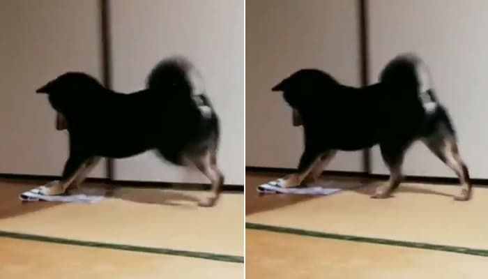 애니멀플래닛