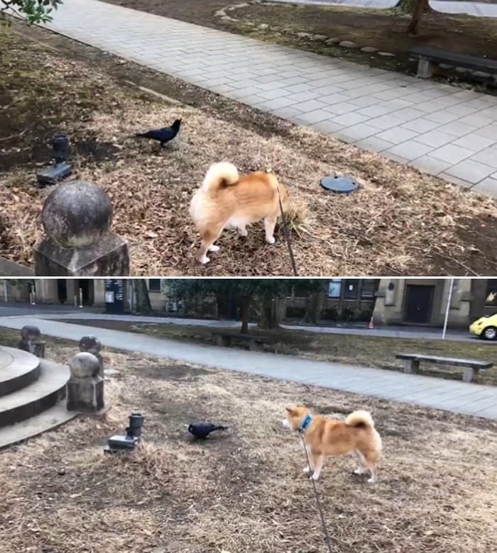 애니멀플래닛